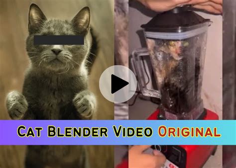 cat in blender video reddit|To everyone who saw the Cat Blender Video, why did you seek。